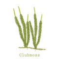 Hand drawn vector illustration of clubmoss or Lycopodium clavatum Royalty Free Stock Photo